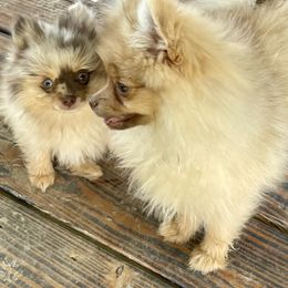 Dachshunds and Pomeranians from Whispering Pine Dachshunds & Pomeranians