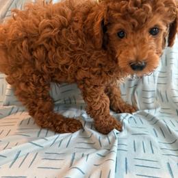Akc Red Male - Red  male Poodle puppy in Dade City, Florida from Oodles of poodles LLC.