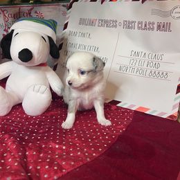 Pinky - Blue tri female Toy Australian Shepherd puppy in Medina, Tennessee from Fly Farms