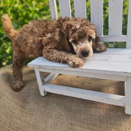 Spruce - Cream male Poodle puppy in Statesboro, Georgia from Briar Creek Kennels