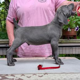 Calvin - Blue male Weimaraner puppy in Evart, Michigan from Drehbar Weimaraners