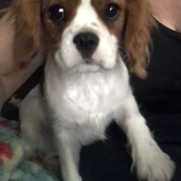 Cavalier King Charles Spaniel Puppies from Christina’s Cavaliers