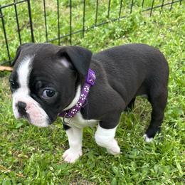 D. Girl 1 - Black and white female Boston Terrier puppy in Mc Donough, Georgia from Ballard Boston Terriers