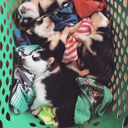 Siberian Husky Puppies from Husky Rose