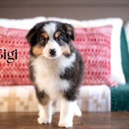GEORGIANA - Black tri female Miniature American Shepherd puppy in Puyallup, Washington from TRAILS END GEMINI