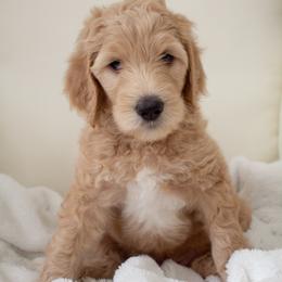 Puppy 1 - Cream male Goldendoodle puppy in Savannah, Georgia from Vino and Vespa Doodles