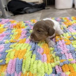 Agatha - Piebald female Dachshund puppy in Pittsburg, California from Super Hero Dachshunds