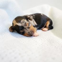 Reserved-CKC Registration - Dapple female Dachshund puppy in East Bend, North Carolina from Yadkin Valley Dachshunds