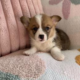 Heath - Sable male Pembroke Welsh Corgi puppy in Paxton, Illinois from McGovern Family Corgis