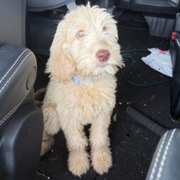 Elsa - Cream female Goldendoodle puppy in Angola, Indiana from Classic City Doodles
