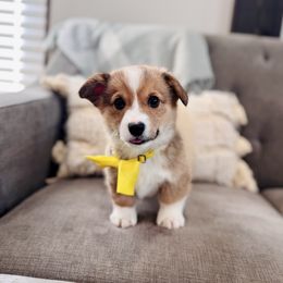 Yellow Boy - Rip Lee Muse - Red male Pembroke Welsh Corgi puppy in Vilonia, Arkansas from Lucky Pups Corgis