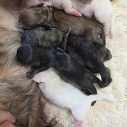 Shaded cream male - Cream male Dachshund puppy in Ashford, Alabama from Circle City Dachshunds