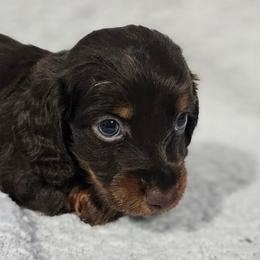 Dachshunds and Pomeranians from Dachs and Poms