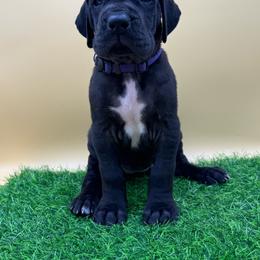 Cheese - Black female Great Dane puppy in Grand Junction, Colorado from Top Brackett Danes