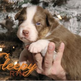 Sleepy - Red tri-color male Australian Shepherd puppy in Keytesville, Missouri from Dogwood Lane Canine