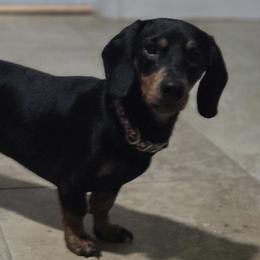 Dachshunds from J's Mini Dachshunds