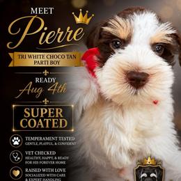 Pierre Tri White Choco Tan Parti boy READY Aug 4 th SUPER COATED - Parti male Miniature Schnauzer puppy in Temple, Texas from Schnauzers Of Taylor