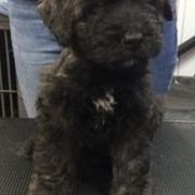 Bouvier des Flandres from Windswept Bouviers
