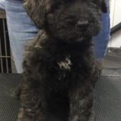 Bouvier des Flandres from Windswept Bouviers