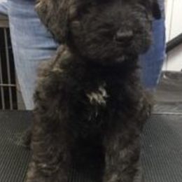 Bouvier des Flandres from Windswept Bouviers