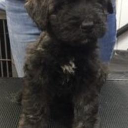 Bouvier des Flandres from Windswept Bouviers