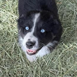 Daffodil - Black & white female Australian Shepherd puppy in Ellensburg, Washington from Creekside Aussies