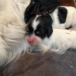 Keanu - Black white and tan male English Springer Spaniel puppy in Borrego Springs, California from Desert Willow Kennel