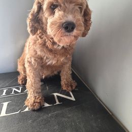 Babi - Cavapoo