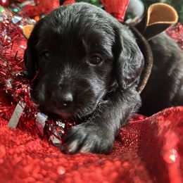 Goldendoodle Puppies from Sweetgrass Goldendoodles of Moncks Corner