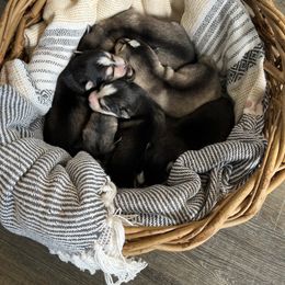Pomsky Puppies from Goodness Gracious Pomskies