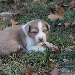 Ada - Red tri-color female Australian Shepherd puppy in Kansas, Oklahoma from Windy G Farm