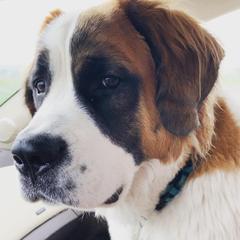 Saint Berdoodles from The Bushnell Pups