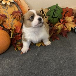 Pembroke Welsh Corgi Puppies from McKay Corgi's