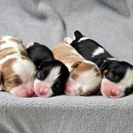 Cavalier King Charles Spaniel puppies from Graceful Acres