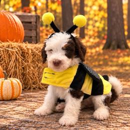 Silver Boy - Brown and white male Bernedoodle puppy in The Woodlands, Texas from Gracie's Goldendoodles and Bernedoodles of The Woodlands
