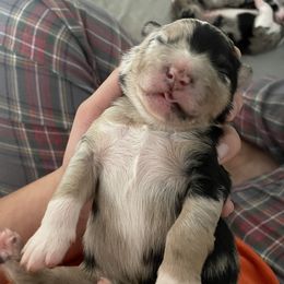 Australian Shepherd Puppies from Criollo Australian Shepherds