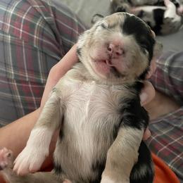 Australian Shepherd Puppies from Criollo Australian Shepherds