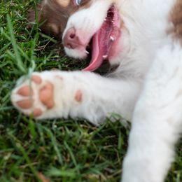 Australian Shepherd Puppies from WC Ranch