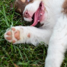Australian Shepherd Puppies from WC Ranch