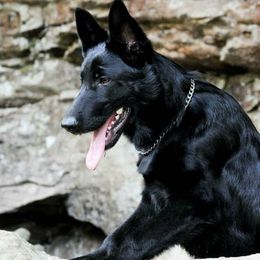 Mercedes - German Shepherd