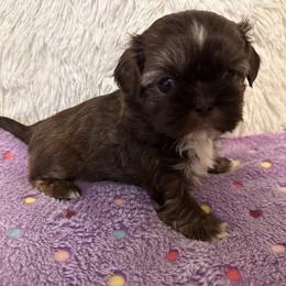 Girl 1 - Liver female Shih Tzu puppy in Tennessee from Cutshall Babies