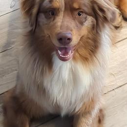 Rozae - Australian Shepherd