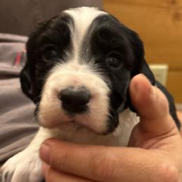 Duke - Black and white male English Springer Spaniel puppy in St Johnsbury, Vermont from Paradise Valley Springers