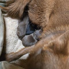 Boy 3 - Chocolate male Schipperke puppy in Randsburg, California from Light's Family Farm & Schipperke Ranch