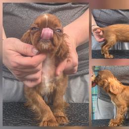 Charisma's strwberry wine - Red female English Toy Spaniel puppy in Glenwood City, Wisconsin from NyaStar