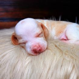 Hunter - Dapple male Dachshund puppy in Washburn, Tennessee from Clinch Mountain Dachshunds