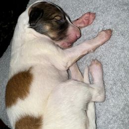 Boy 2 - Borzoi puppy from Luxor Borzoi