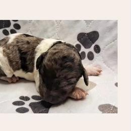 Peaches - Parti female Goldendoodle puppy in Sterling, Connecticut from Justine’s Retrievers and Doodles, LLC