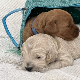 Labradoodle Puppies from Viewpoint Labradoodles