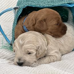 Labradoodle Puppies from Viewpoint Labradoodles
